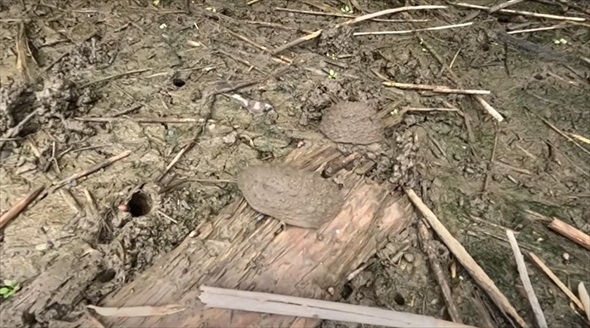 湿地に生き残った貴重な生きた泥
