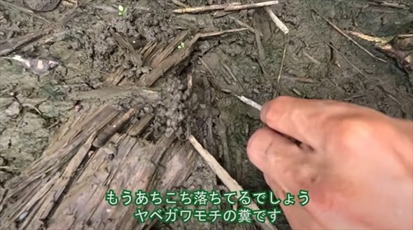 湿地に生き残った貴重な生きた泥