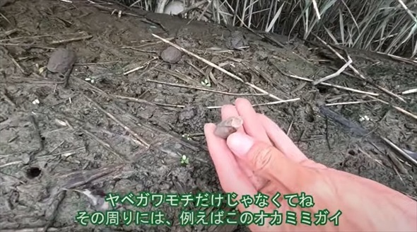 湿地に生き残った貴重な生きた泥