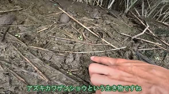 湿地に生き残った貴重な生きた泥