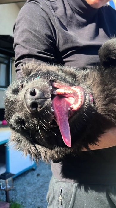 道に捨てられたワンコ