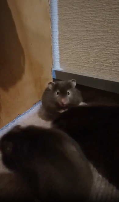 立ち尽くすハムスター