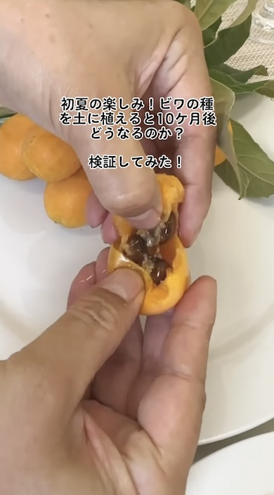 ビワの種