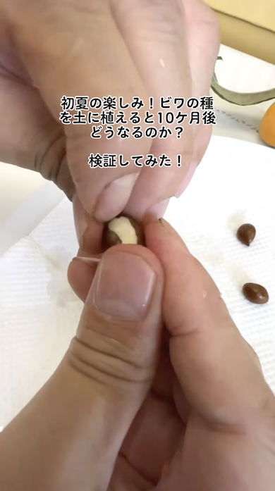 ビワの種の外皮をむく