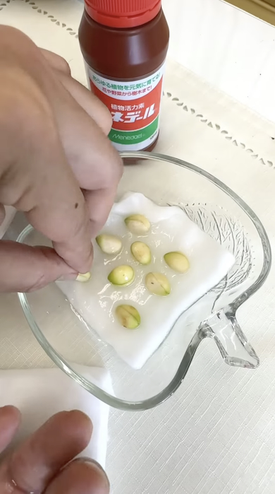 ビワの種を脱脂綿に置く