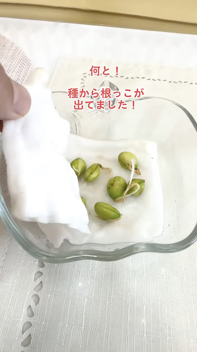 ビワの種を脱脂綿に置く