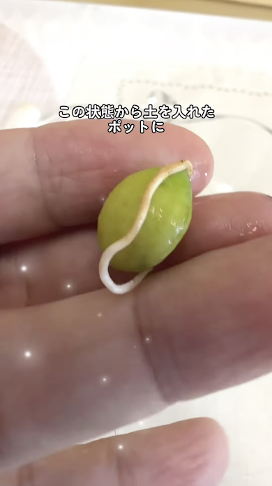 ビワの種に根が出る