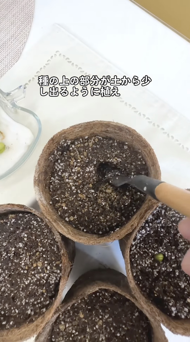 ビワの種を植える