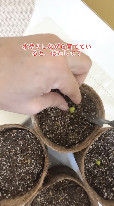 ビワの種を植える