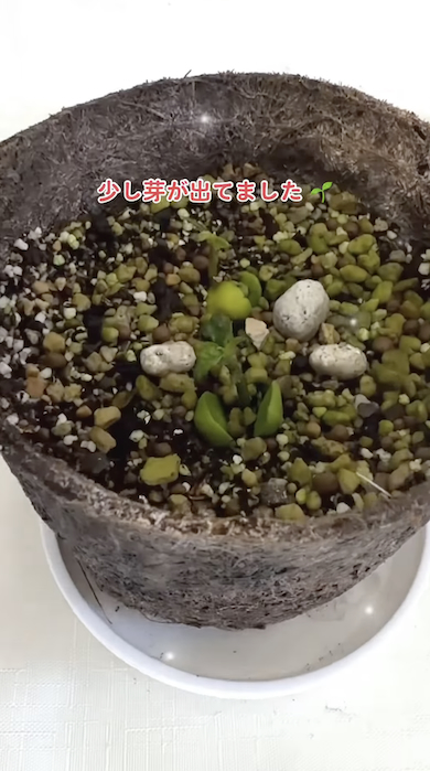 ビワの種