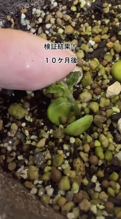 ビワの種