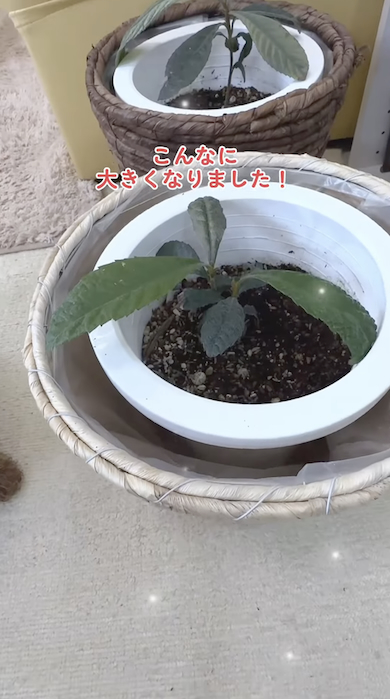 ビワの葉