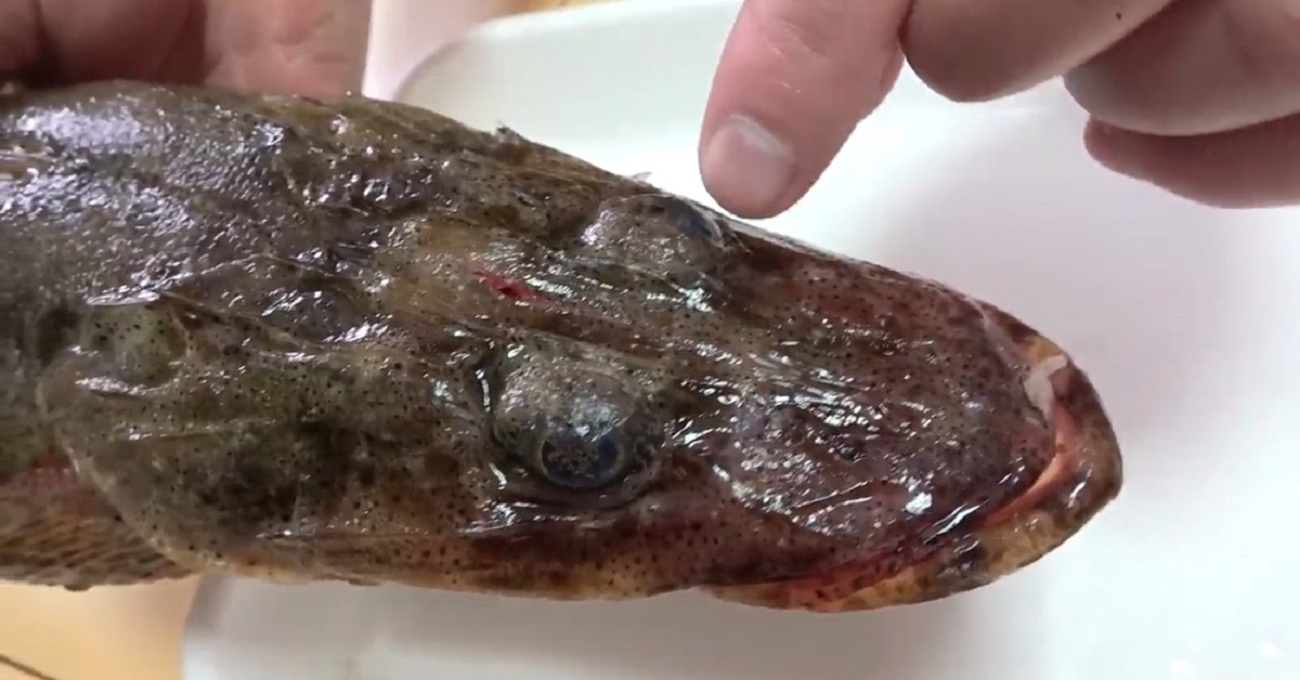 ワニのような見た目の希少生物を使って完成した料理に「美味そう！」「食べてみたい」　30年間求め続けた味に注目が集まる（1/2） | グルメ ねとらぼ