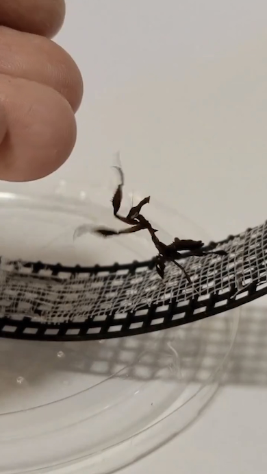 飼い主の指に乗ろうとするカマキリ