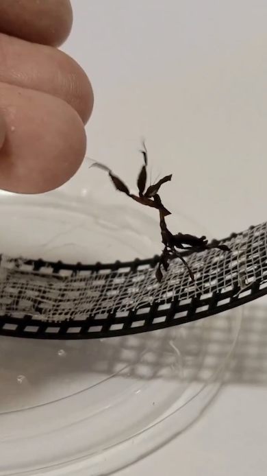 飼い主の指に乗ろうとするカマキリ