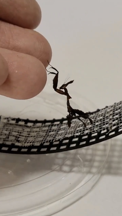 飼い主の指に乗ろうとするカマキリ