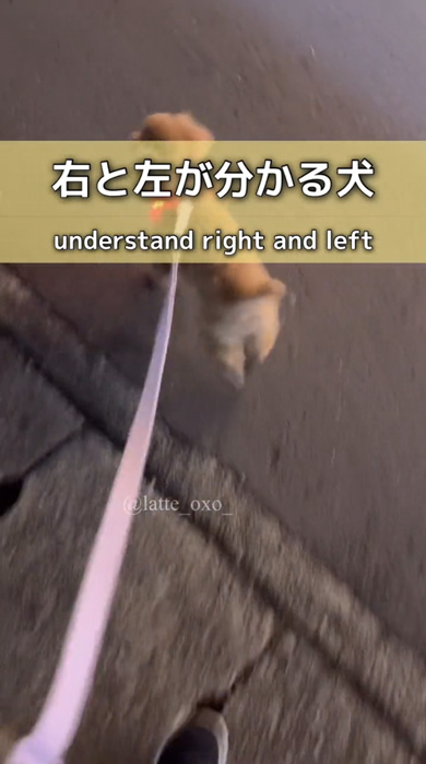 言葉 覚えた 散歩 右と左 分かる トイプードル 賢い 声掛け