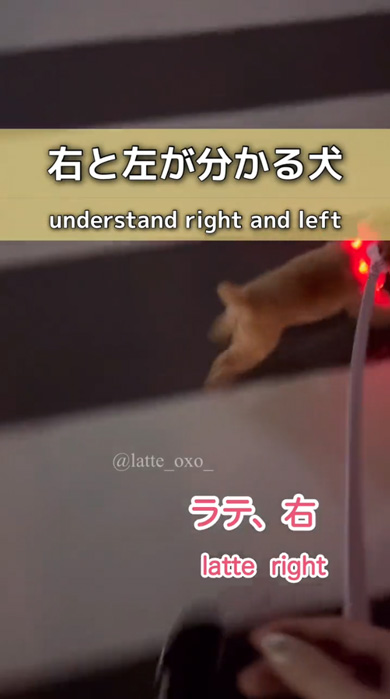 言葉 覚えた 散歩 右と左 分かる トイプードル 賢い 声掛け