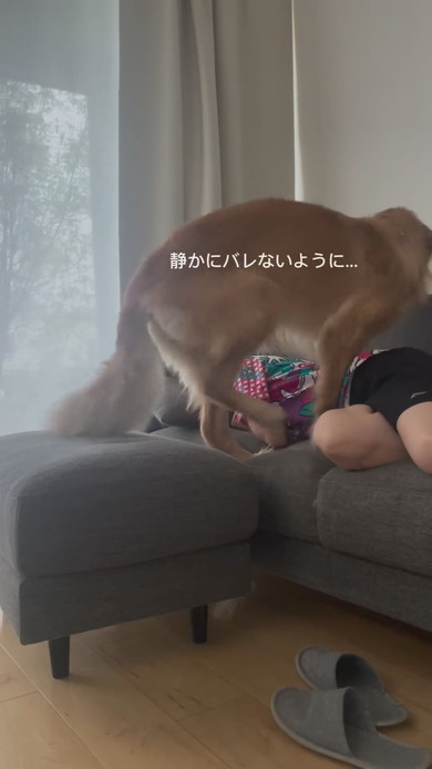 飼い主さんとくっついて寝ようとするゴールデンレトリバーのワンコ