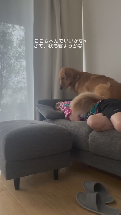 飼い主さんとくっついて寝ようとするゴールデンレトリバーのワンコ