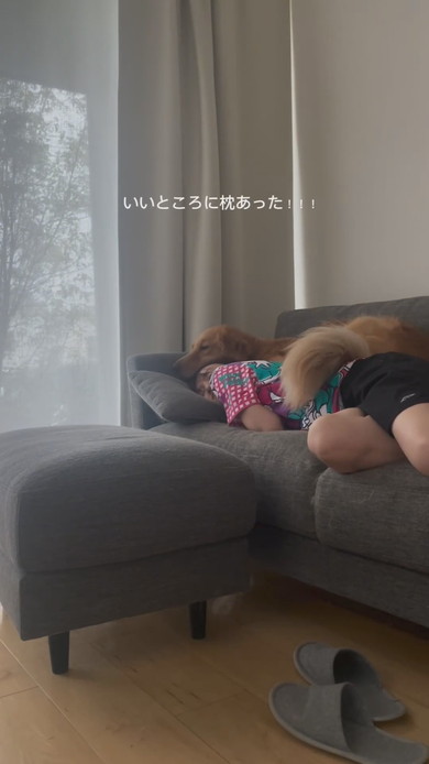 飼い主さんとくっついて寝ようとするゴールデンレトリバーのワンコ