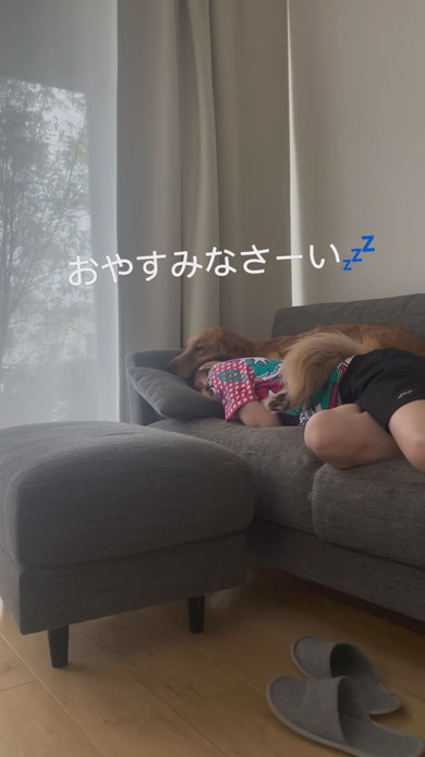 飼い主さんとくっついて寝ようとするゴールデンレトリバーのワンコ
