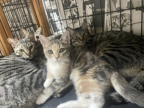 こちらを見てくる猫ちゃんたち