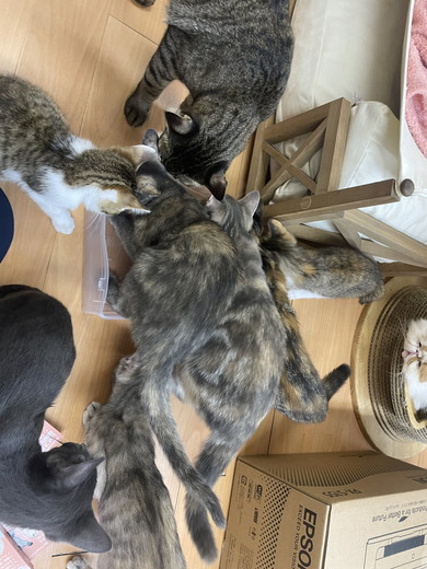 箱に入ろうとしている猫ちゃんたち