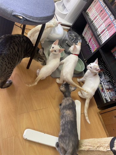 新入りの子猫ちゃんたち