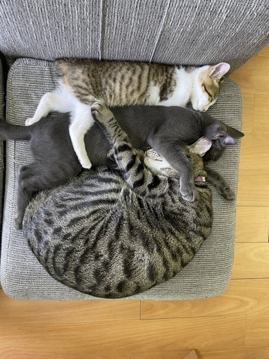 くっついて寝る猫ちゃんたち
