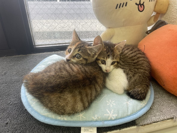 くっついて寝る猫ちゃんたち