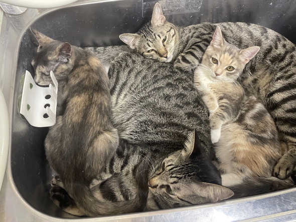 シンクの中でくつろぐ猫ちゃんたち