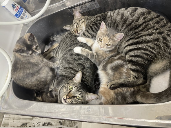 シンクの中でくつろぐ猫ちゃんたち