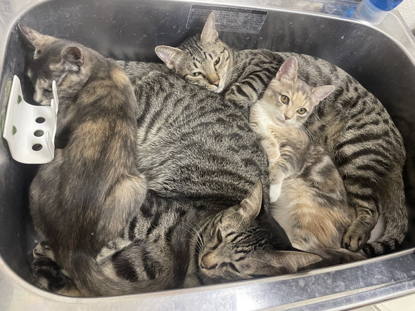 シンクの中でくつろぐ猫ちゃんたち