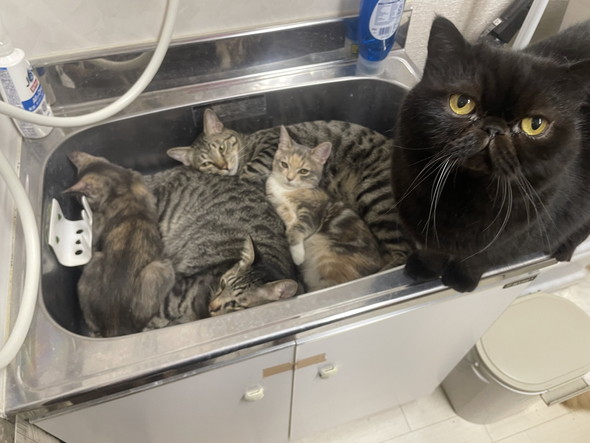 シンクの中でくつろぐ猫ちゃんたち