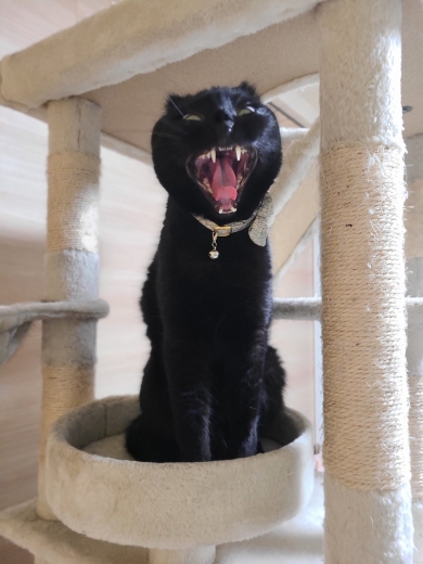 あくびをしたら妖怪みたいになった黒猫