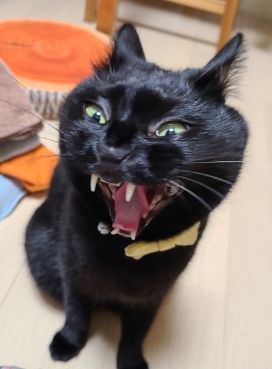 あくびをしたら妖怪みたいになった黒猫