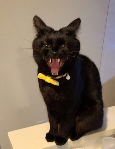 あくびをしたら妖怪みたいになった黒猫