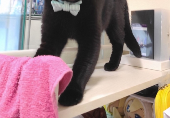 あくびをしたら妖怪みたいになった黒猫