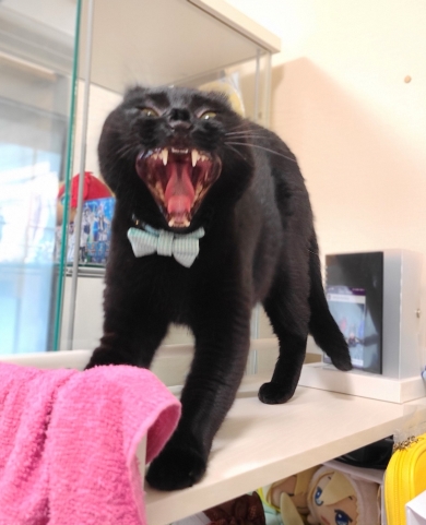 あくびをしたら妖怪みたいになった黒猫