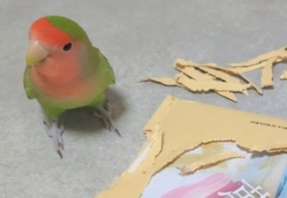 インコアップ
