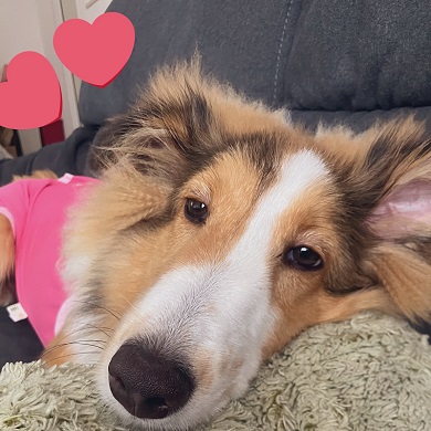 避妊手術が無事に終わりくつろいでいるワンコ