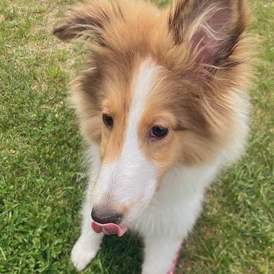 鼻先をペロリとなめるワンコ