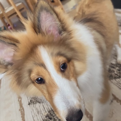 顔に生えてきた茶色い毛が眉毛のように見えるワンコ