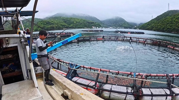 マグロやブリを養殖しているいけすの近くで釣りをする
