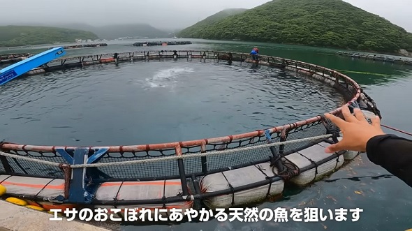 養殖魚のエサを狙って近づいてきた魚が今回のターゲット
