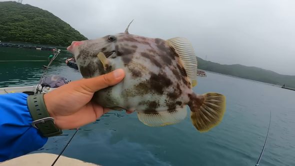 開始してすぐに釣り上げた30センチ以上の大きさのカワハギ