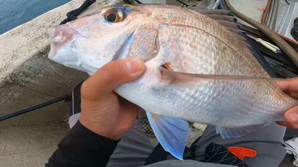 釣り上げたマダイ