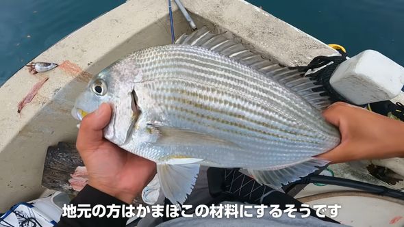 釣り上げたパワーファイターなヘダイ