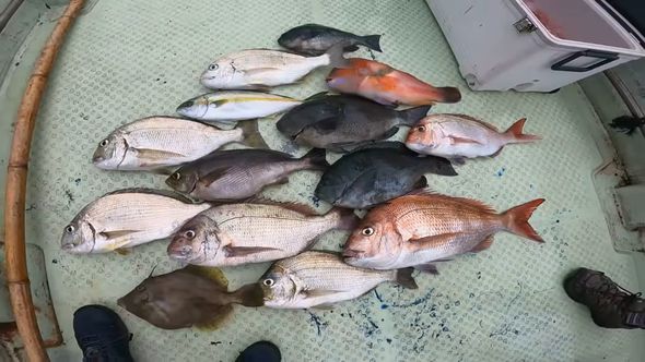 釣り上げたマダイやヘダイ、カワハギを並べた光景